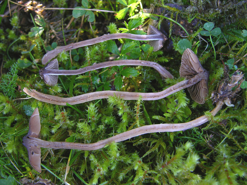 Telamonia da determinare. (cfr. Cortinarius flos-paludis)